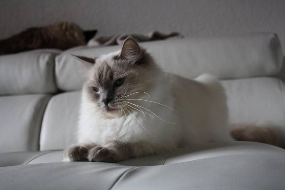 ragdoll